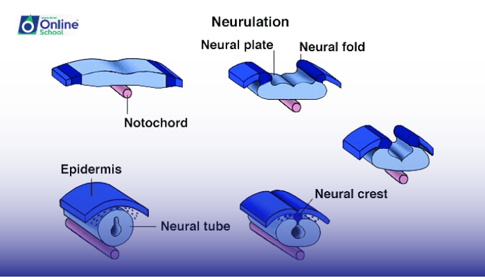 Lesson 04: Events of Neurulation